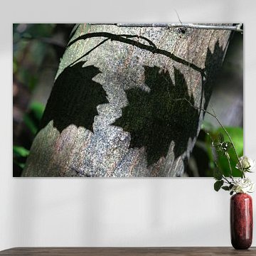 Schaduwen in het bos