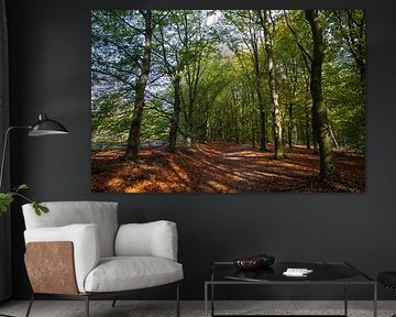 Forest on a sunny day