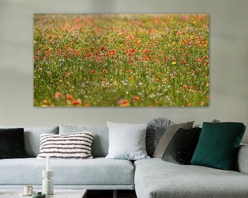 Field of poppies and other wildflowers in spring by Gea Gaetani d'Aragona