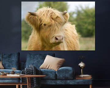 Schotse hooglander koe jaarling van Hans Oudshoorn