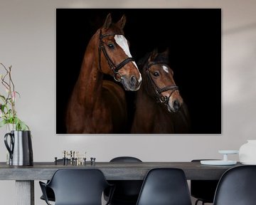 Paarden portret sur Lisan Geerts