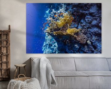 Reef at depth by Eric van Riet Paap