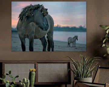 Konikpaarden aan de rivier de Waal, Ooijpolder van Remke Spijkers