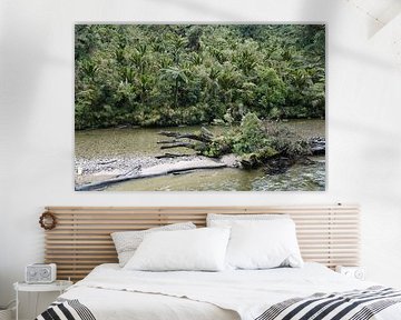 Forêt pluviale sur le fleuve Pororai en Nouvelle-Zélande