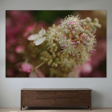 mooie pluimhortensia met scherptediepte