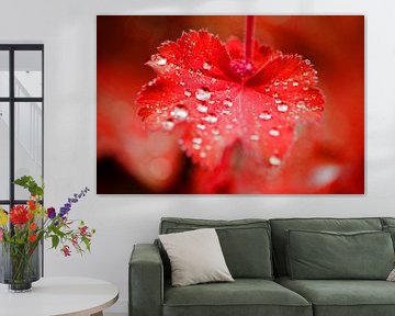 Red isolated leaf with rain drops von Seasons of Holland