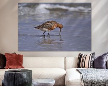 Grutto foerageren langs het strand van Texel by Hans Oudshoorn