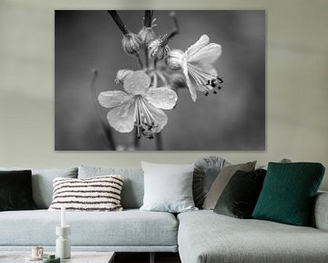 Beautiful delicate flowers in black and white von Seasons of Holland