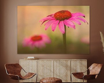 Rode zonnehoed / echinacea van Maren Oude Essink