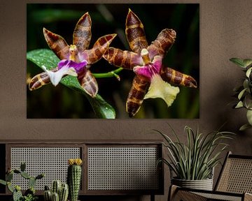 Orchidee van Adriaan Westra