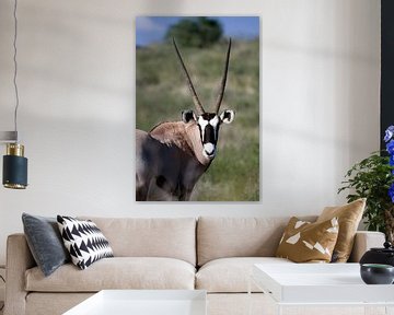 Oryx Close-up van Patries Photo