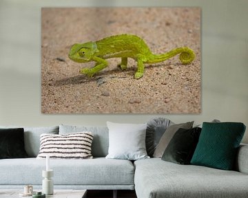 Chameleon sur Patries Photo