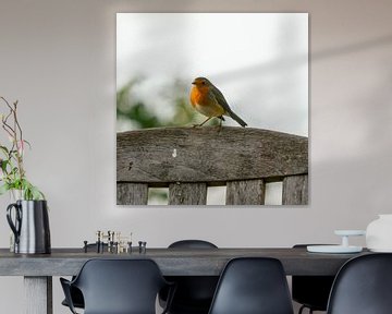 Robin in the garden by Dionne Houter-Pool