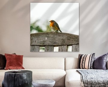 Little Robin by Dionne Houter-Pool