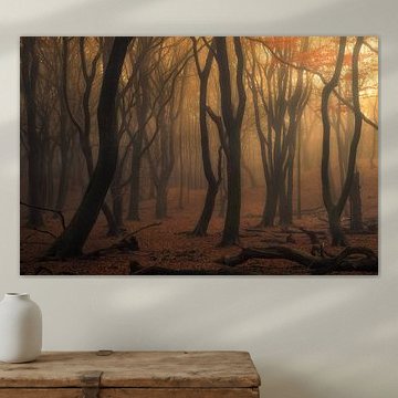 Forêt de Speulder automnale et brumeuse