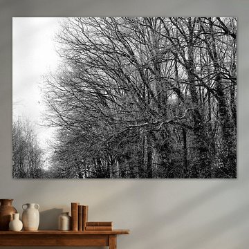 Bosrand in de winter