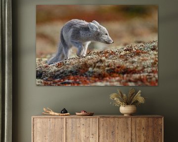 Arctic fox in autumn coloured Norway by Menno Schaefer