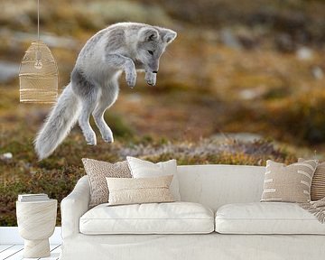 Arctic fox in autumn coloured Norway by Menno Schaefer