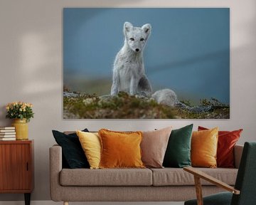 Polarfuchs in herbstlicher Landschaft Norwegens