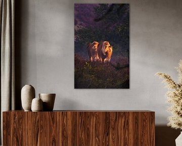 Wilde paarden op de Veluwe von mirrorlessphotographer