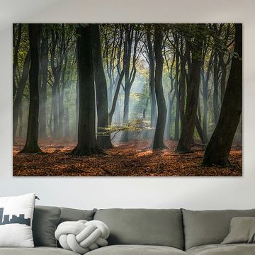 Zonlicht in het Speulderbos van Niels Barto