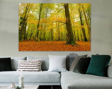 Hêtres dorés dans une forêt pendant un après-midi d'automne sur Sjoerd van der Wal