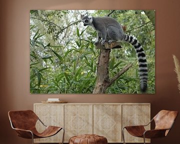 Madagaskar Maki van Sven Struik