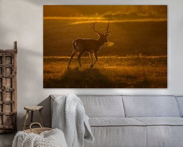 First light deer by Pim Leijen