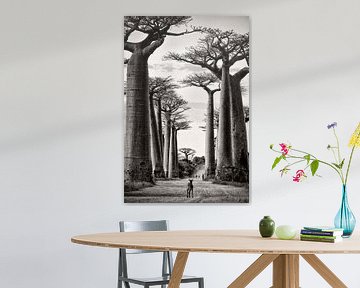 Avenue des baobabs à Madagascar sur Fabienne Vansteenkiste
