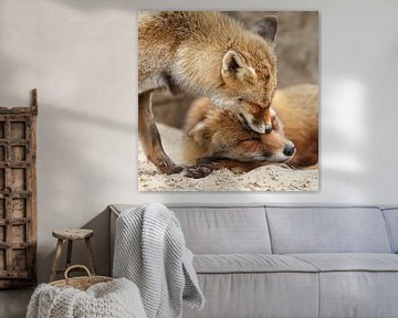Red fox by Menno Schaefer