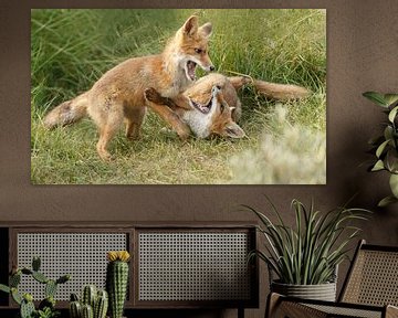 Red fox Cubs sur Menno Schaefer