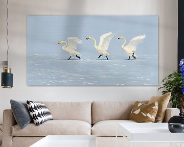 Whooper Swans chasing by Harry Eggens