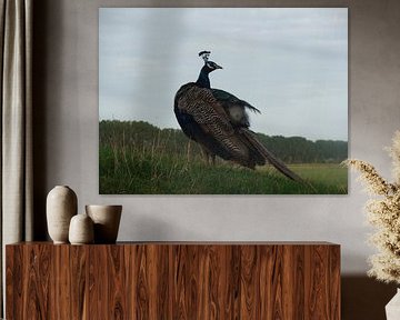 Pauw in het wild