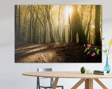 Beautiful morning with atmospheric sunlight in mysterious forest by Fotografiecor .nl