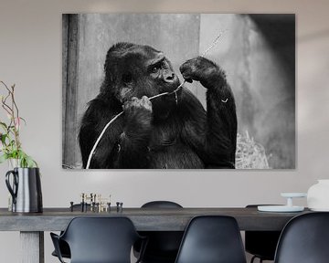 Gorilla by Kevin Vervoort