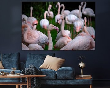 Flamingo