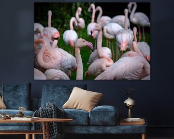 Flamingo sur Kevin Vervoort