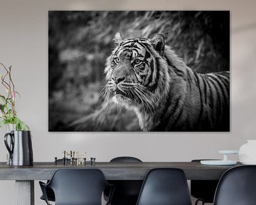 Tiger by Kevin Vervoort