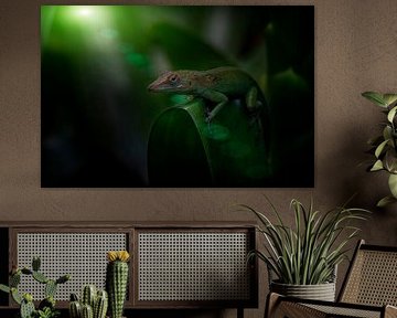 Marmer Anolis in het oerwoud von Ron Meijer Photo-Art