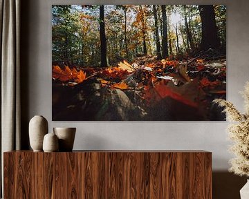 Bos met herfstkleuren, najaarslicht en bladerdek op de grond van Fotografiecor .nl