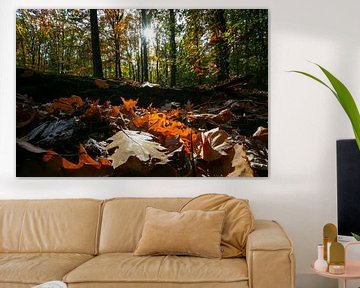 Feuilles d'automne coloré dans la forêt avec la lumière de l'automne sur Fotografiecor .nl
