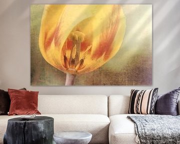 Tulip by Joanne de Graaff