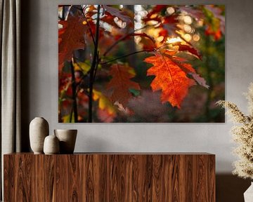Close-up van rode herfstbladeren met bokeh op de achtergrond