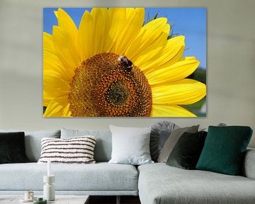 Zonnebloem met bij