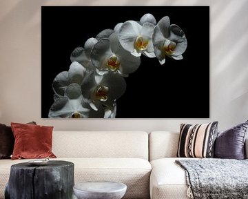 orchidee van Ger Nielen
