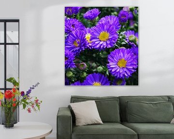 Herfstasters by Hanney Bruijn Fotografie
