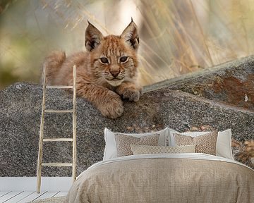 Lynx cub by Menno Schaefer