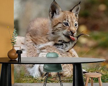 Lynx cub by Menno Schaefer