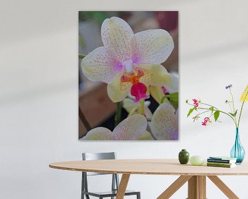 Witte orchidee