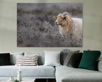Sheep on the moor by Karin van Rooijen Fotografie
